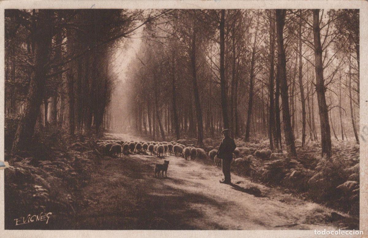 Cartoline: France Luxey Berger et Moutons Chemin Forestier Ensoleill&eacute; *YAB396