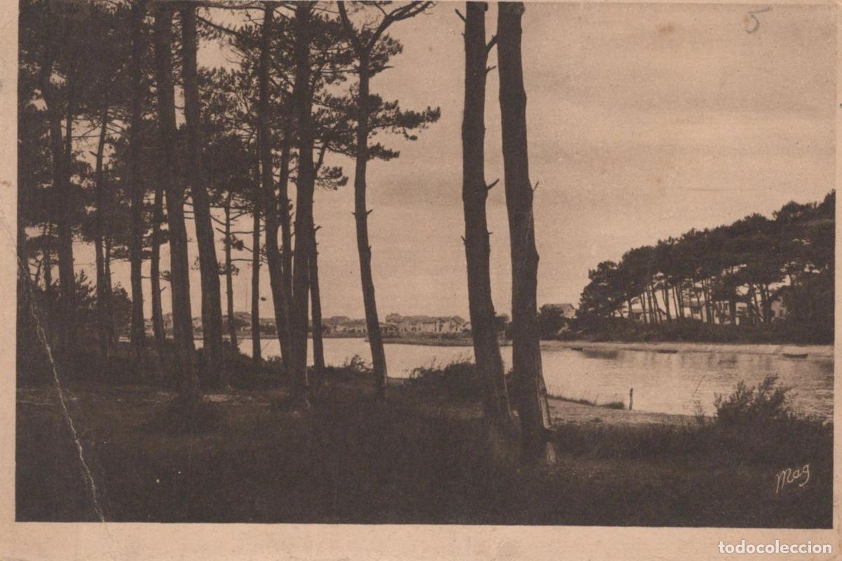 Cartoline: France Landes Pinede au Bord de L Eau Paysage *YAB399