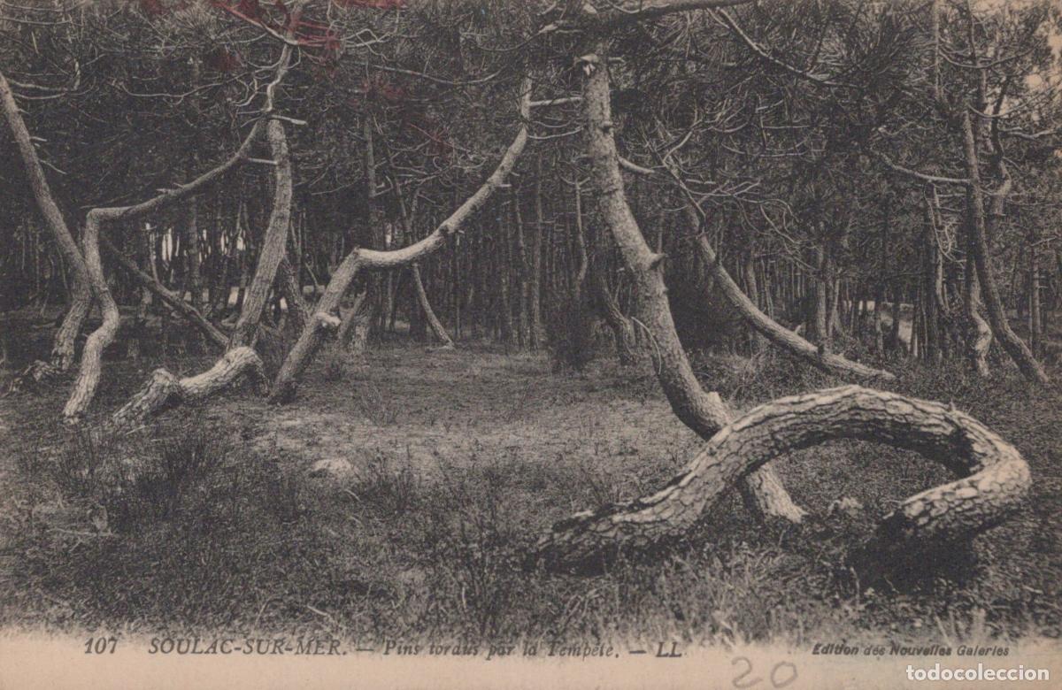 Cartoline: France Soulac sur Mer Pins Tordus Par la Temp&ecirc;te For&ecirc;t *YAB503