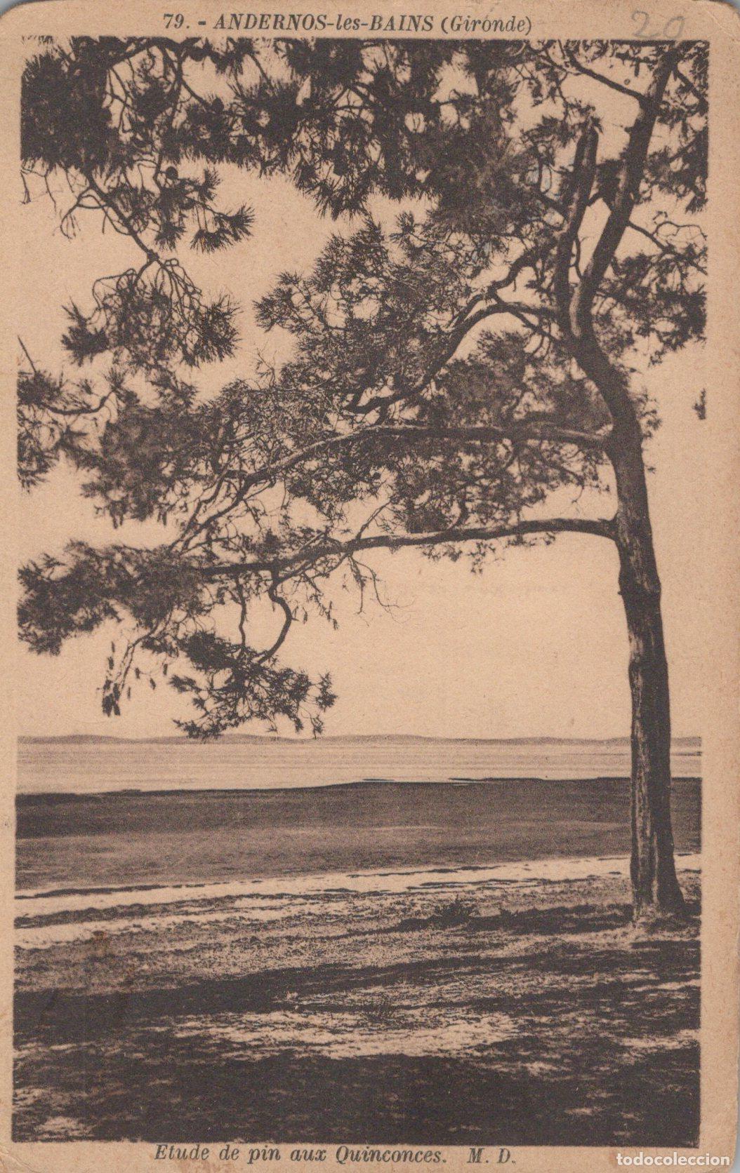 Cartes Postales: France Andernos les Bains Pin Aux Quinconces Paysage C&ocirc;tier *YAC148