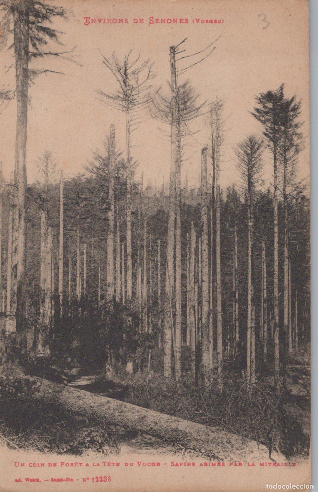Postkarten: France Senones For&ecirc;t Vosges Arbres Mitraille Paysage Guerre Post&eacute;e *YAC203