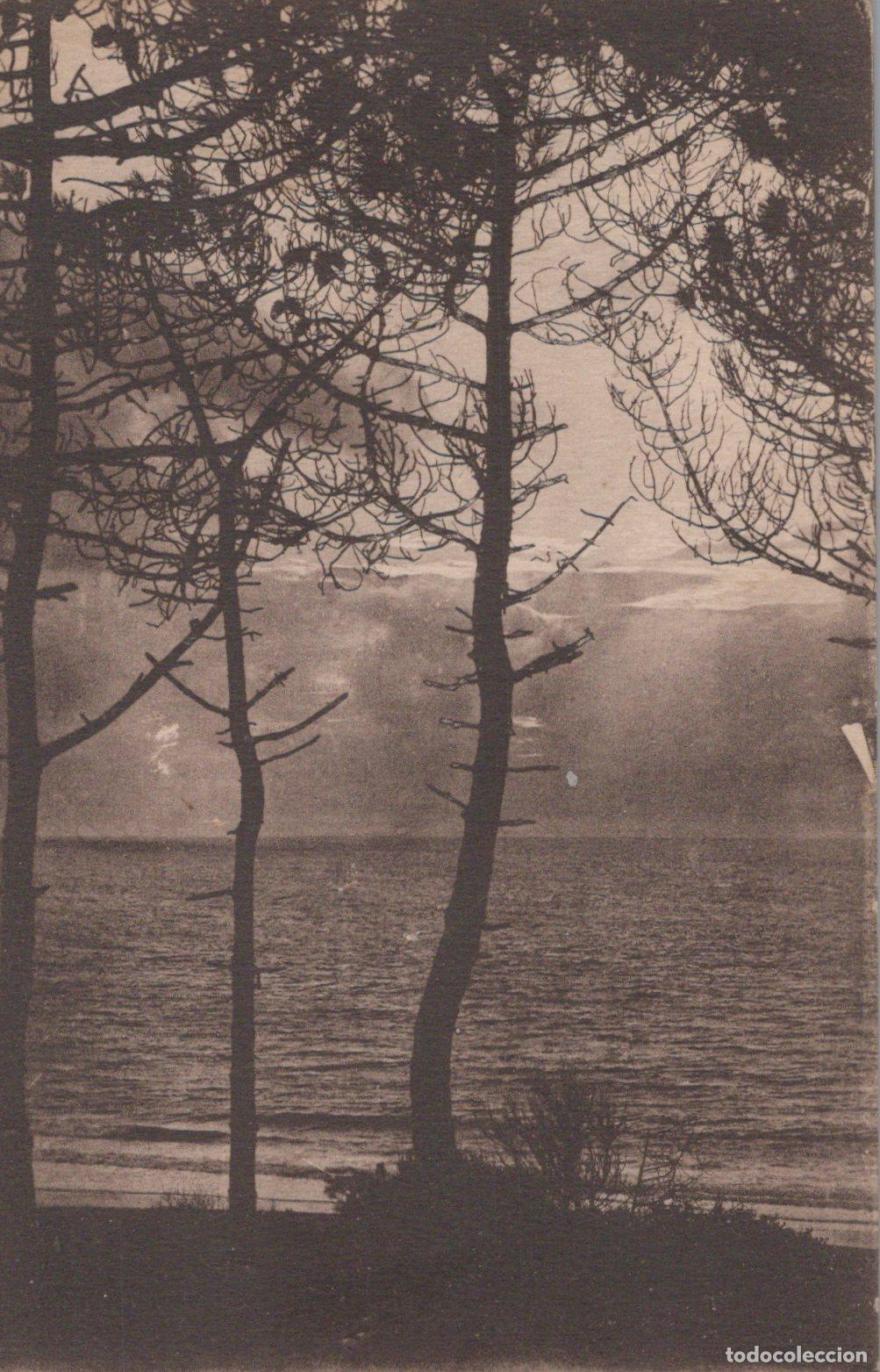 Postales: France Bordeaux Paysage Marin Arbres en Silhouette Unposted *YAC236