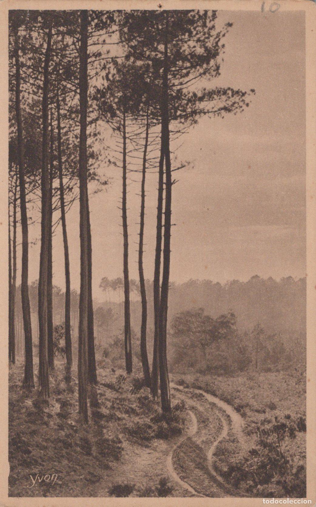 Postkarten: France Les Landes DE Gascogne Paysage Forestier de Pins Unposted *YAC251