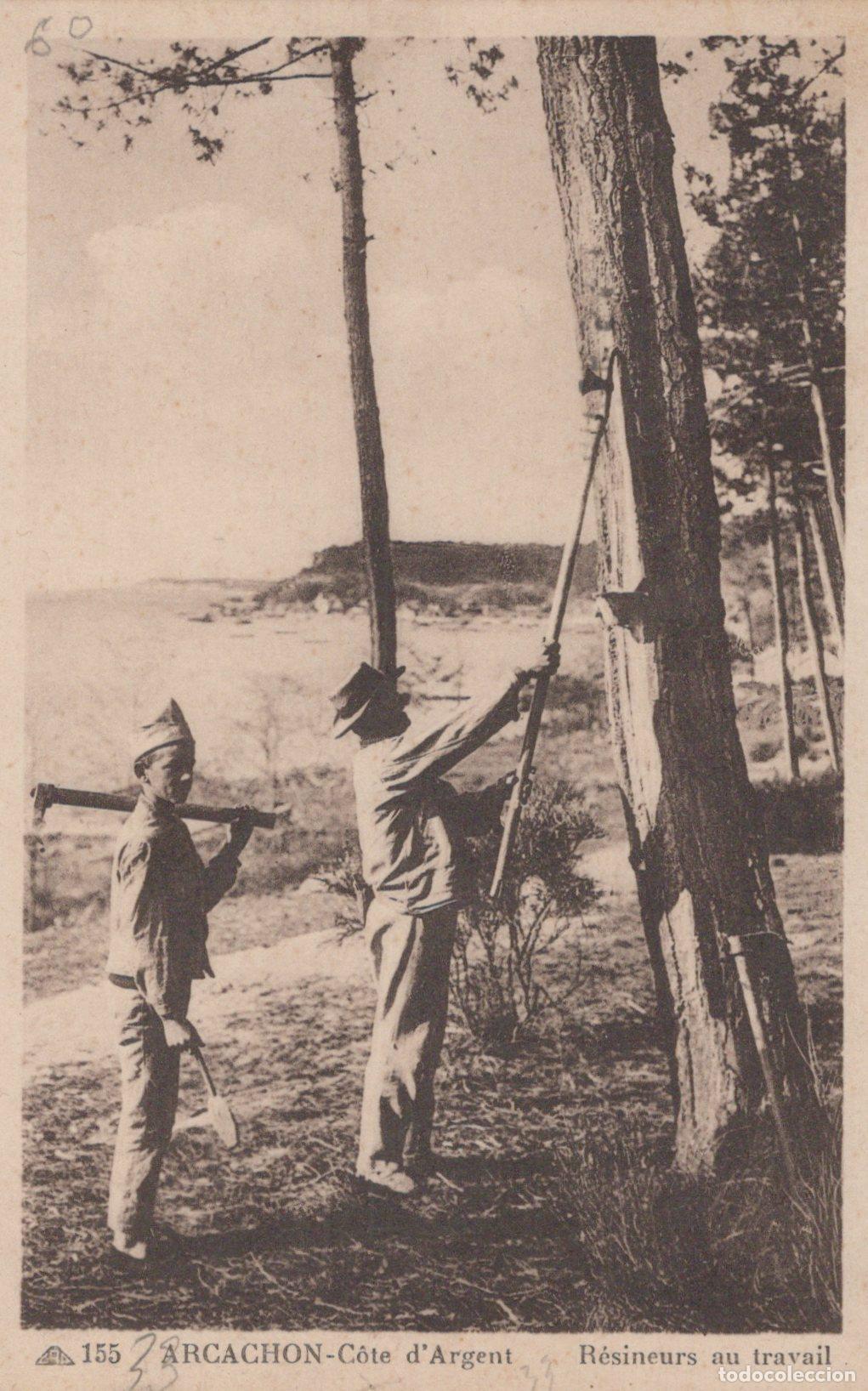 Postkarten: France Arcachon Nouvelle Aquitaine R&eacute;sineurs Travail Pins C&ocirc;te D Argent *YAC253