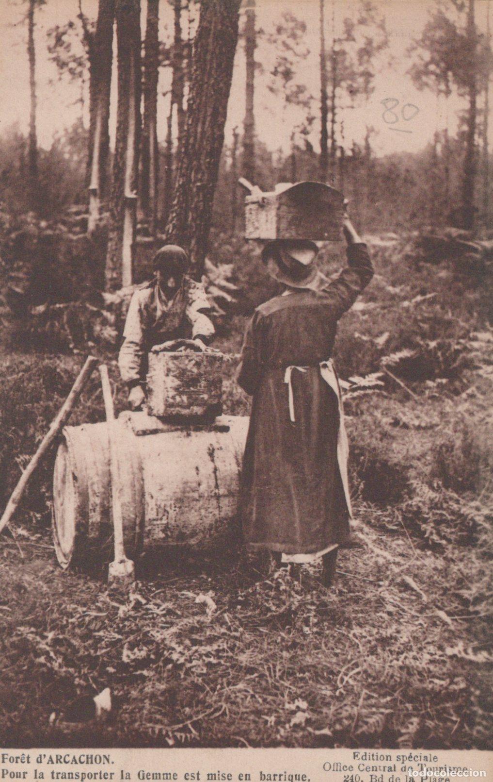 Postales: France Arcachon For&ecirc;t R&eacute;colte et Transport de Gemme Unposted *YAC252