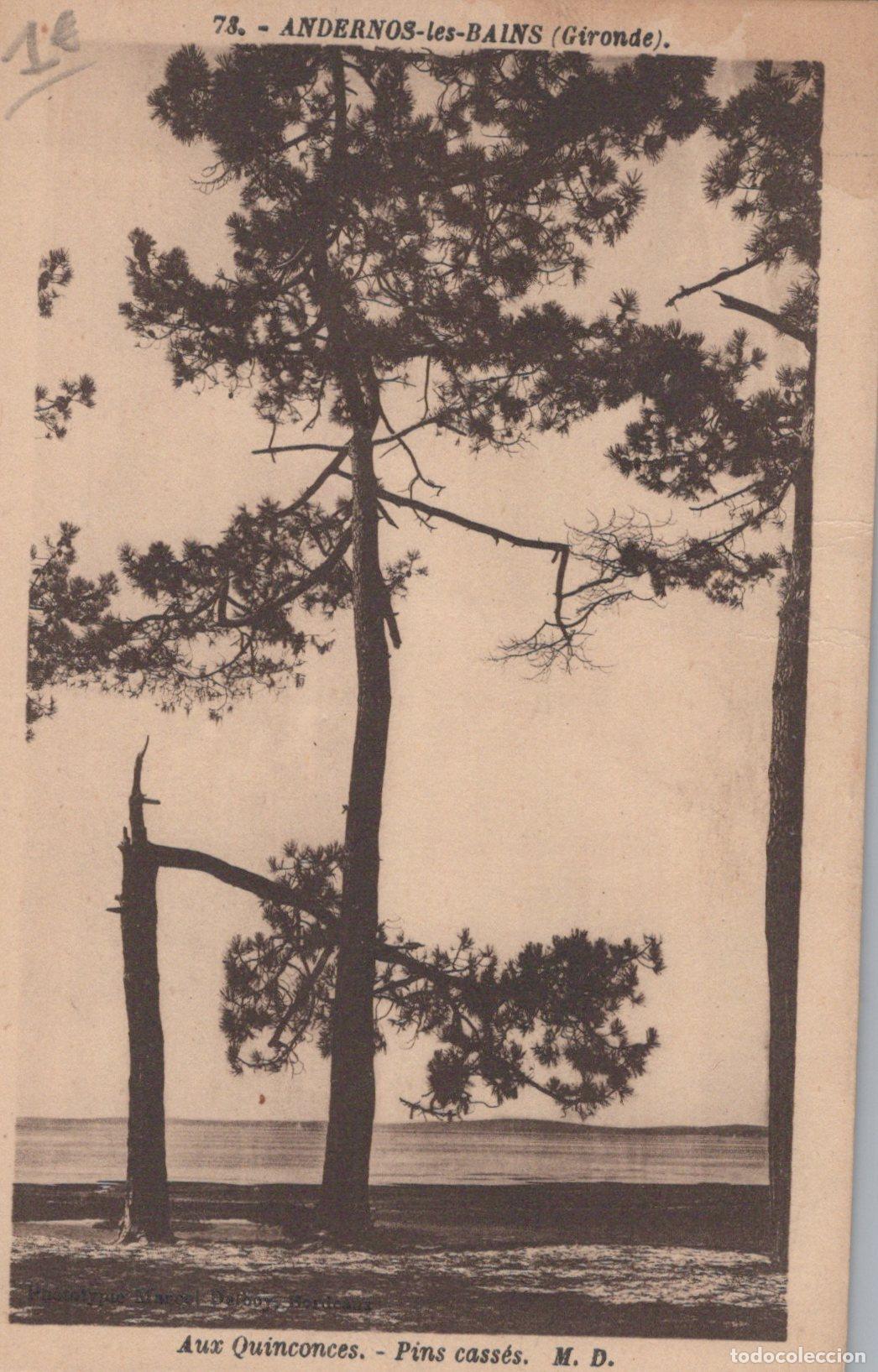 Cartoline: France Andernos les Bains Paysage Atlantique Pins Bris&eacute;s *YAC317