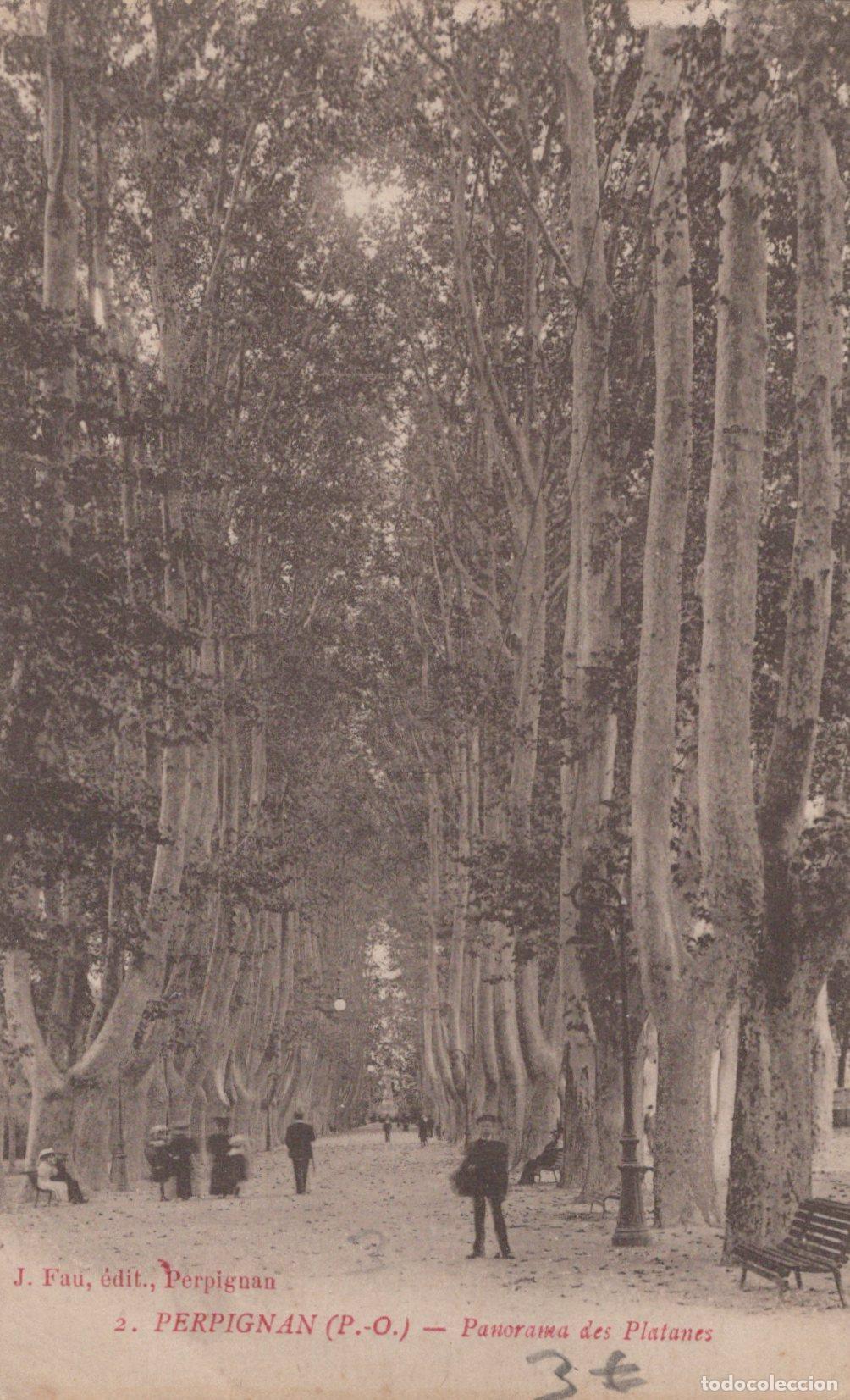 Postkarten: France Perpignan Panorama des Platanes Avenue Arbor&eacute;e *YAC416