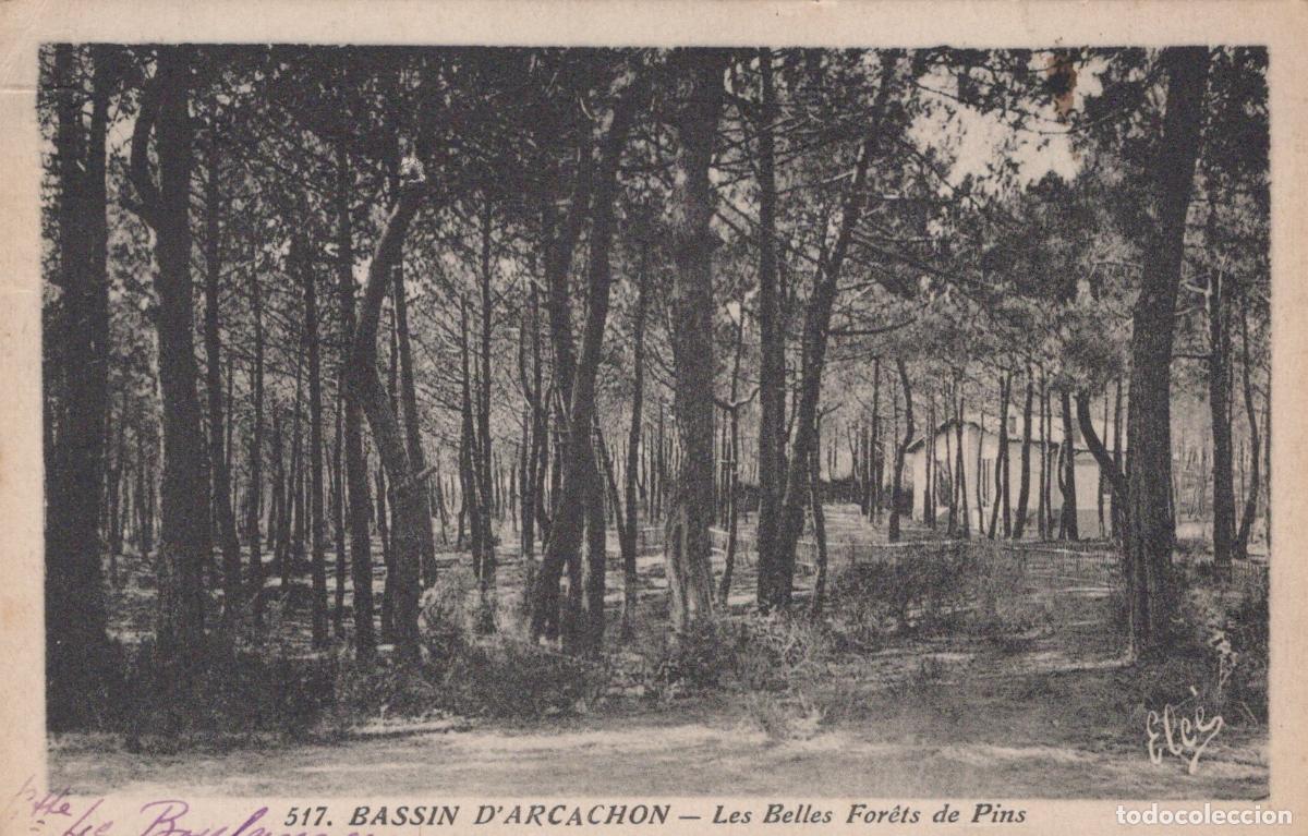 Postcards: France Bassin d Arcachon Belles Forets de Pins *YAC657