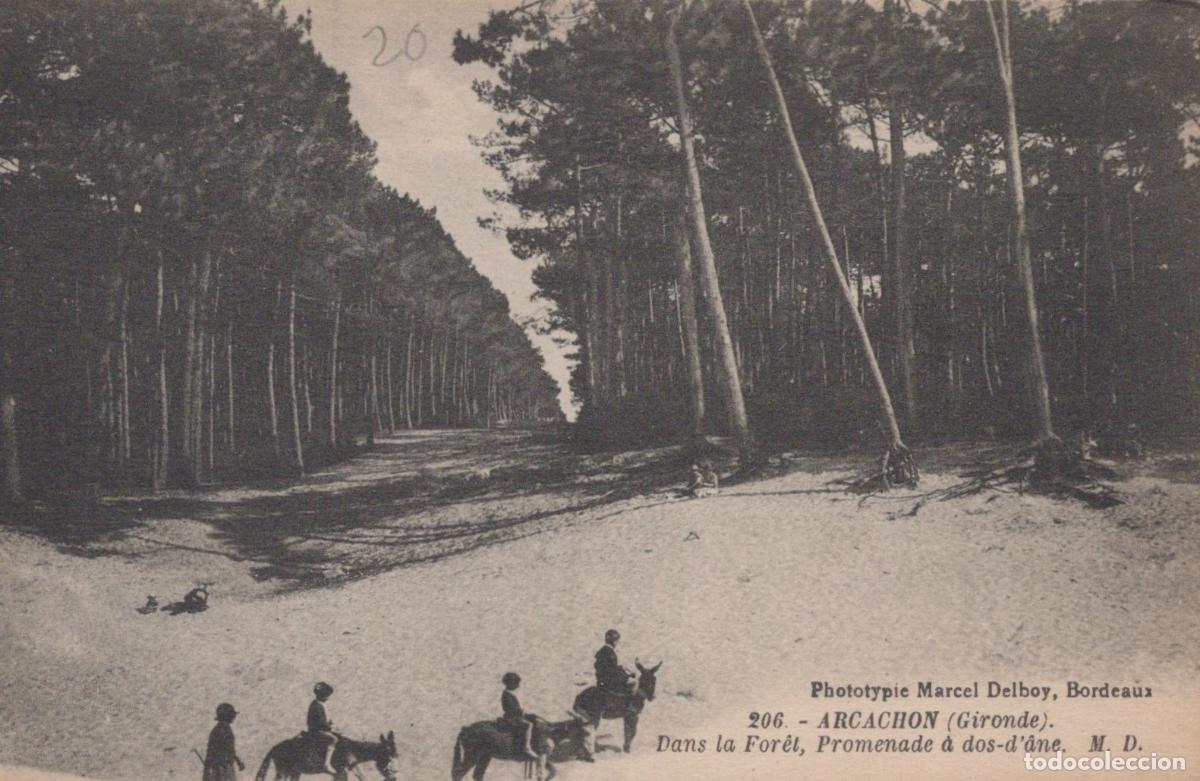 Cartoline: France Arcachon For&ecirc;t de Pins Promenade &Agrave; Dos D &Acirc;ne Unposted *YAC712