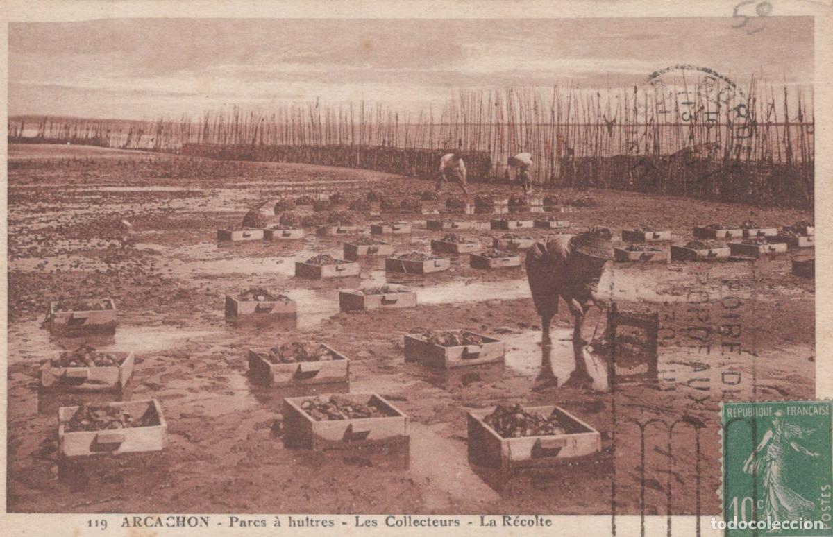 Postcards: France Arcachon Parcs &Agrave; Hu&icirc;tres R&eacute;colte Ostr&eacute;iculture Marine *YAC904