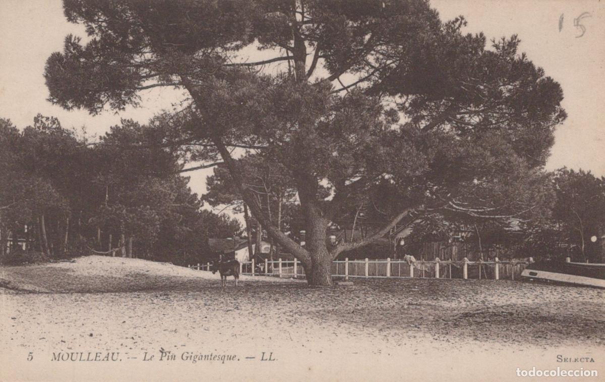 Postcards: France Moulleau Pin Gigantesque Plage Nature Post&eacute;e *YAC692