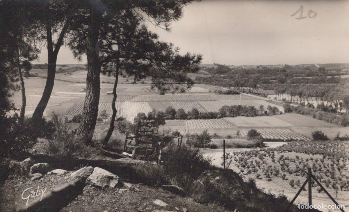 Cartoline: France Rochefort sur Loire Paysage Viticole Coteaux du Layon *YAD048
