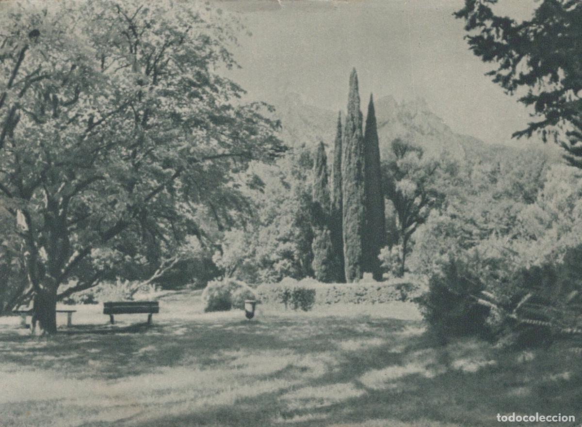 Postcards: Ukraine Alupka Ussr Park Landscape Cypress Trees Mountains Unposted *YAD665