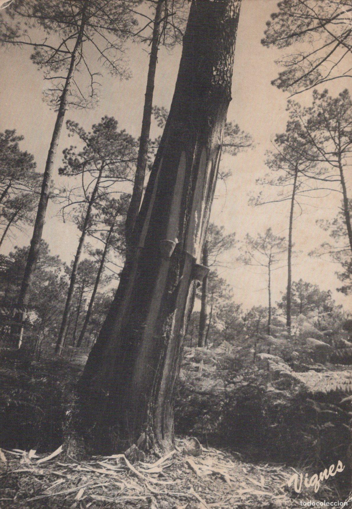Postcards: France Castets Landes For&ecirc;t Pins Gemm&eacute;s R&eacute;sine *YAD611