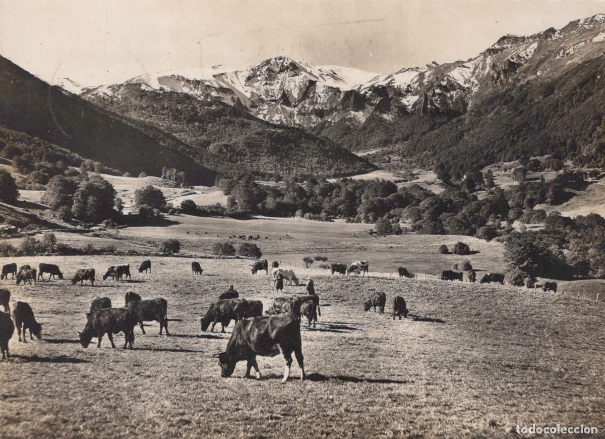 Postales: France Aurillac Cantal Paysage Montagneux Vaches Rurales *YAD752