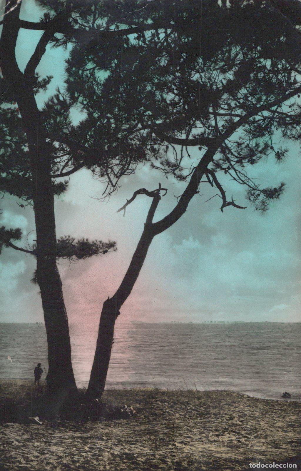 Postcards: France Taussat Coucher de Soleil Bassin D Arcachon *YAD212