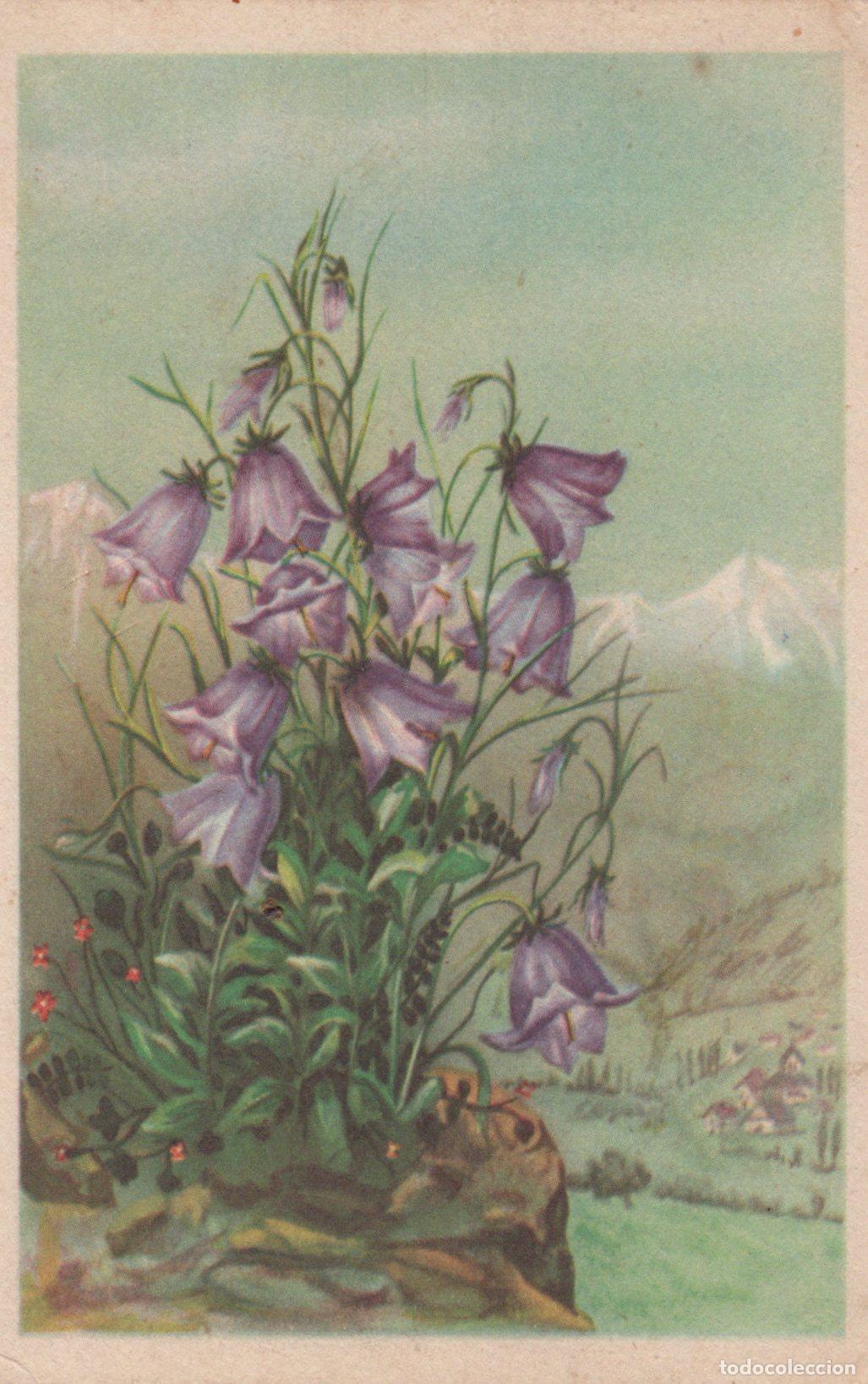Postcards: France R&eacute;gion Alpes Paysage Montagnard Fleuri Campanules Violets *YAD108
