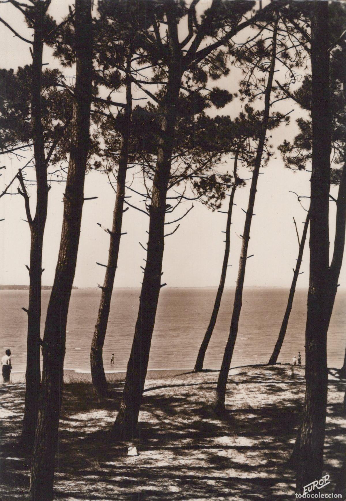 Cartes Postales: France Ronce les Bains Plage Pins et Mer Unposted *YAD633