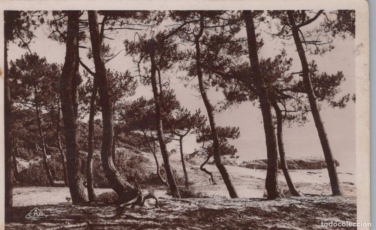 Postais: France Saint Palais sur Mer Sous Bois aux Pierrieres Posted *YAD879