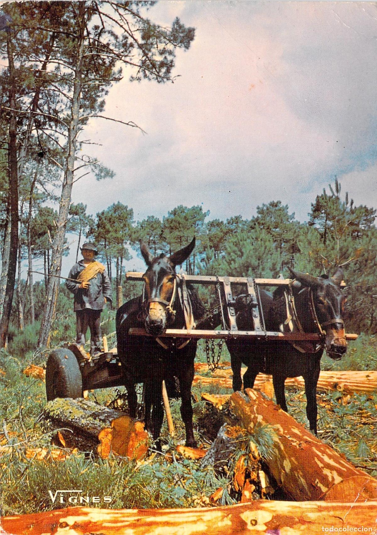 Postales: Postal de mulas trabajando en el bosque de las Landas en Francia