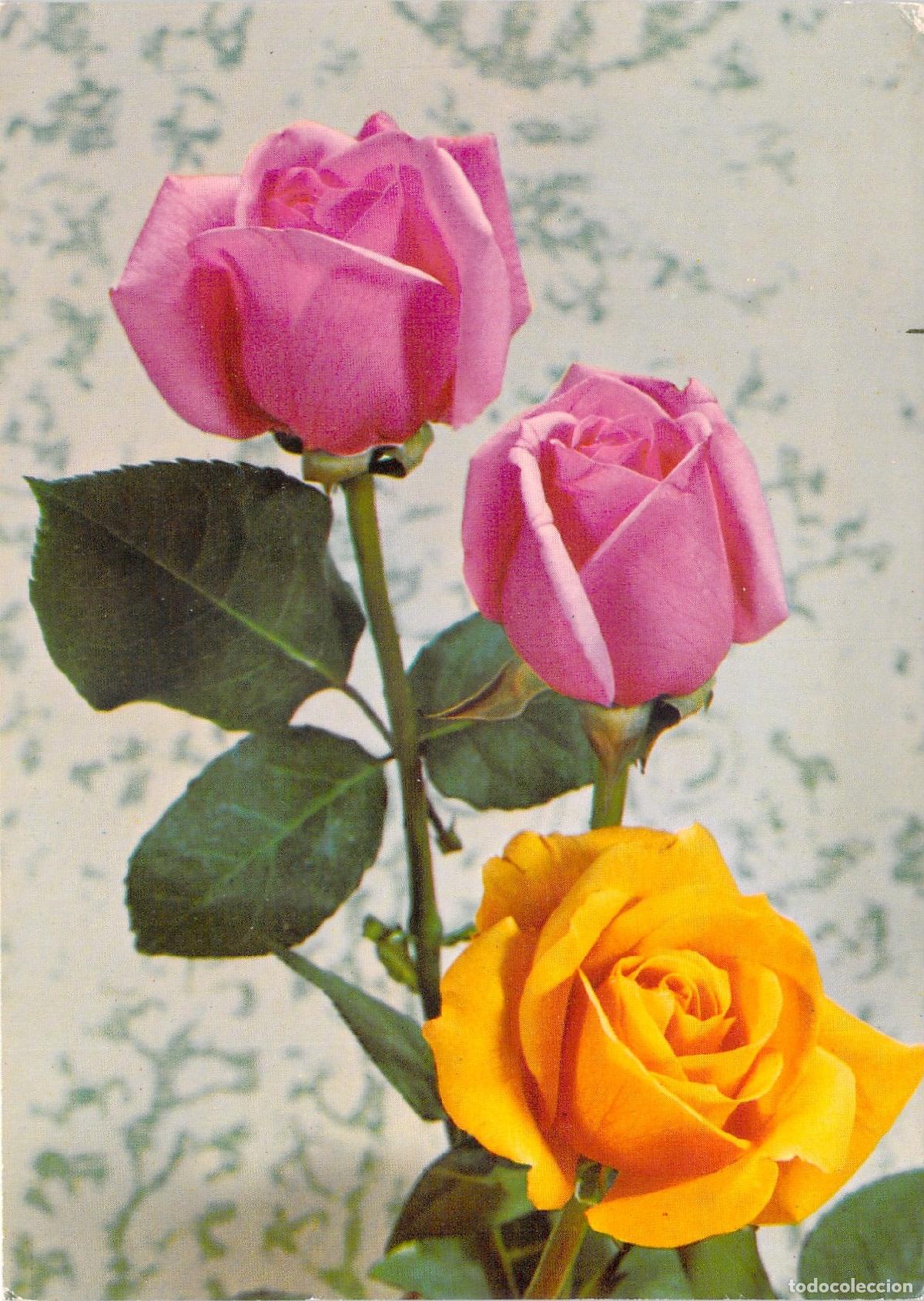 Cartes Postales: Postal con imagen de hermosas rosas de colores