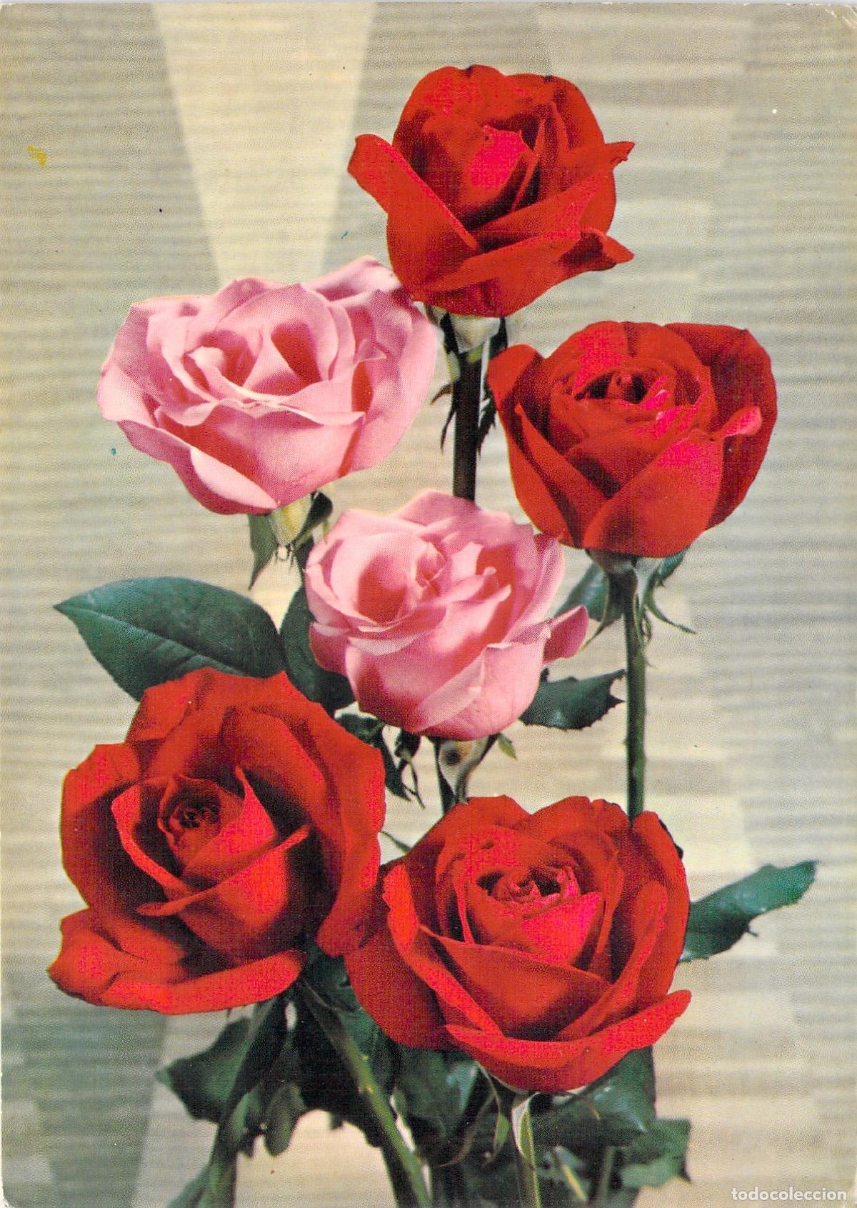 Cartes Postales: Postal de ramo de rosas rojas y rosadas