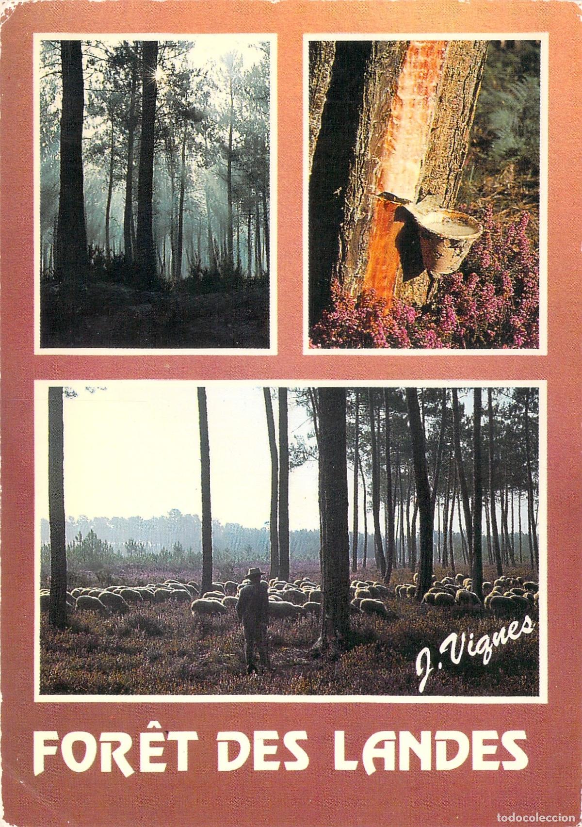 Postais: Postal de los Bosques de las Landas en Francia