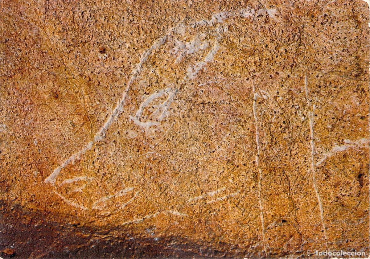 Postales: Postal de la cueva de Pech-Merle con grabado de cabeza de oso