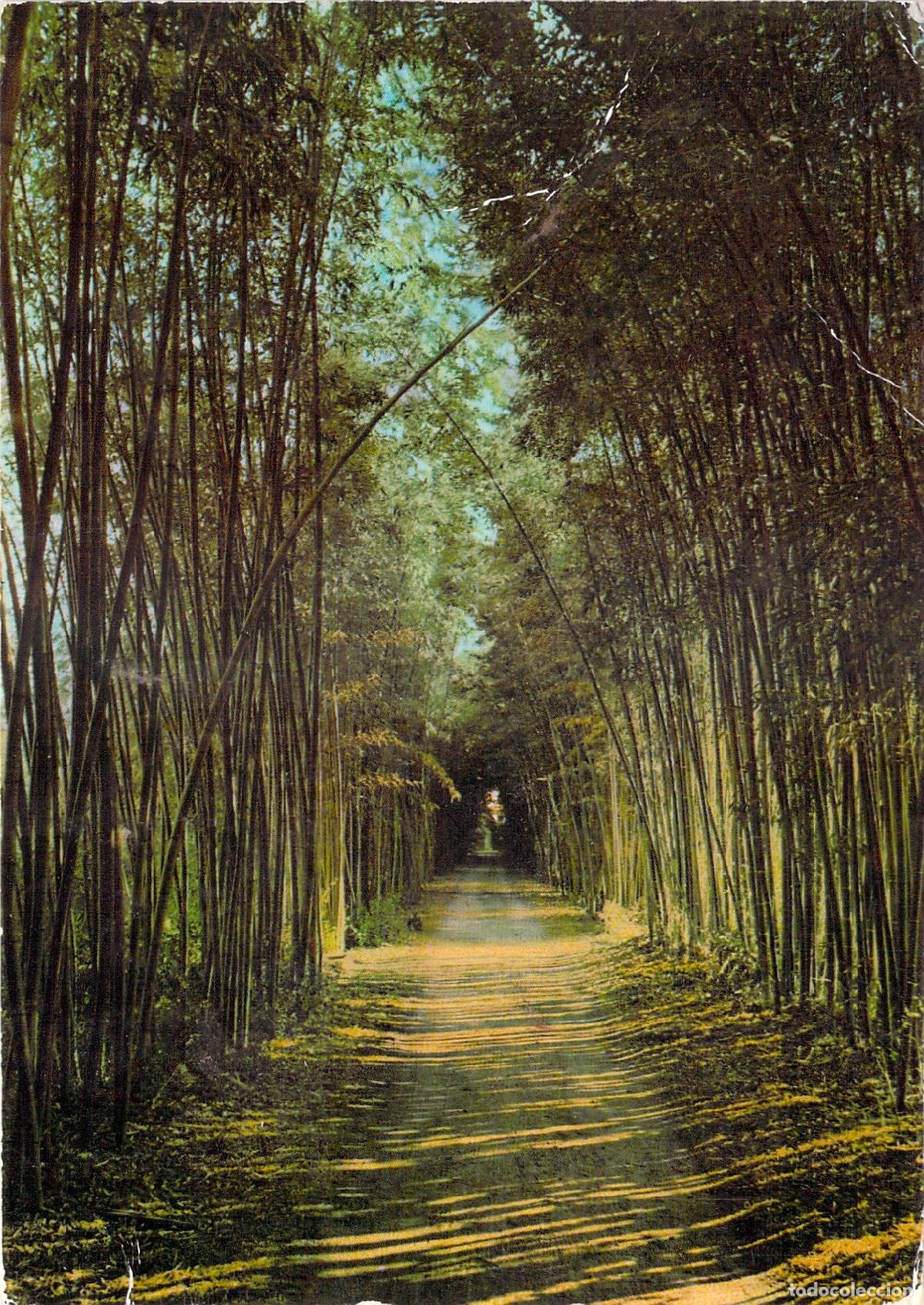 Postales: Postal de Anduze Gard Francia Bosque de Bamb&uacute;s Gigantes
