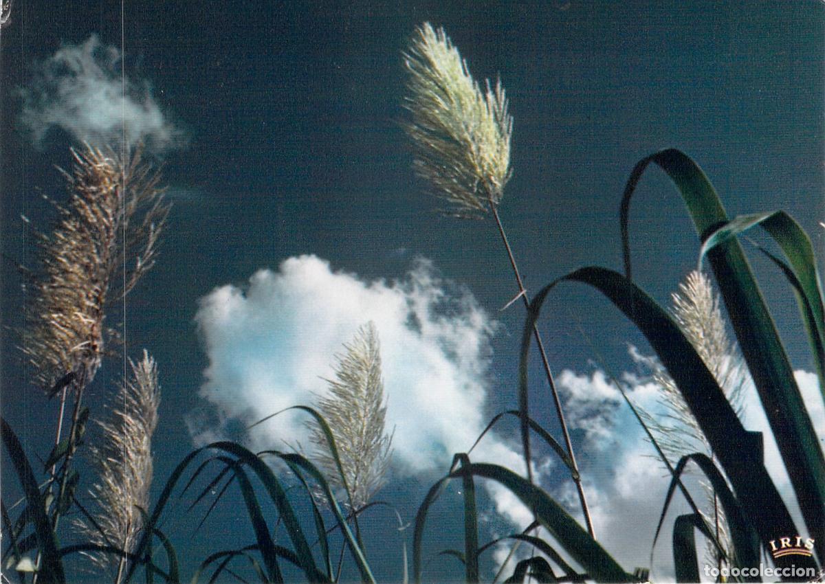 Postales: Postal de ca&ntilde;a de az&uacute;car en flor, Guadalupe