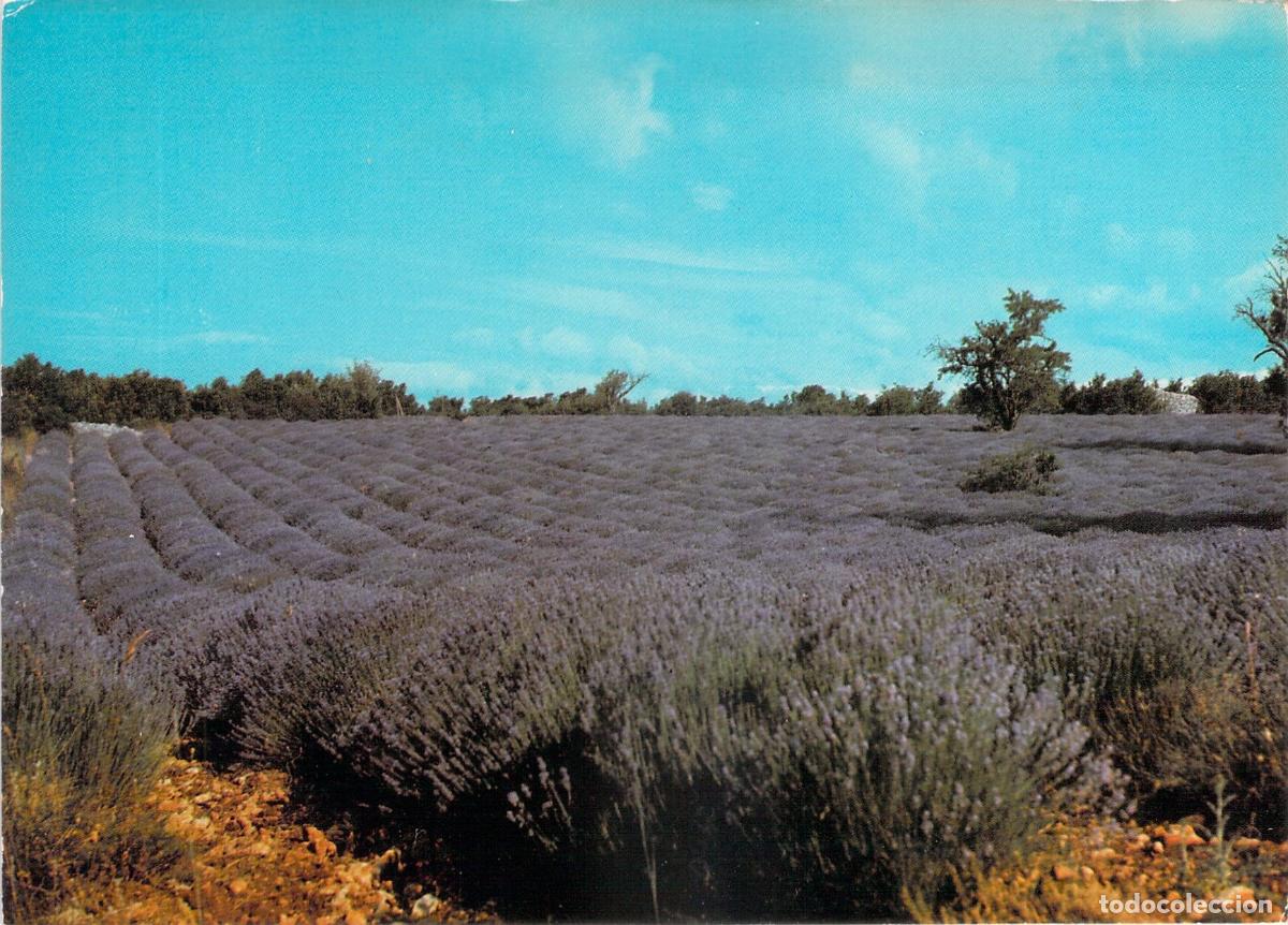 Postales: Postal de campos de lavanda en Provenza Francia