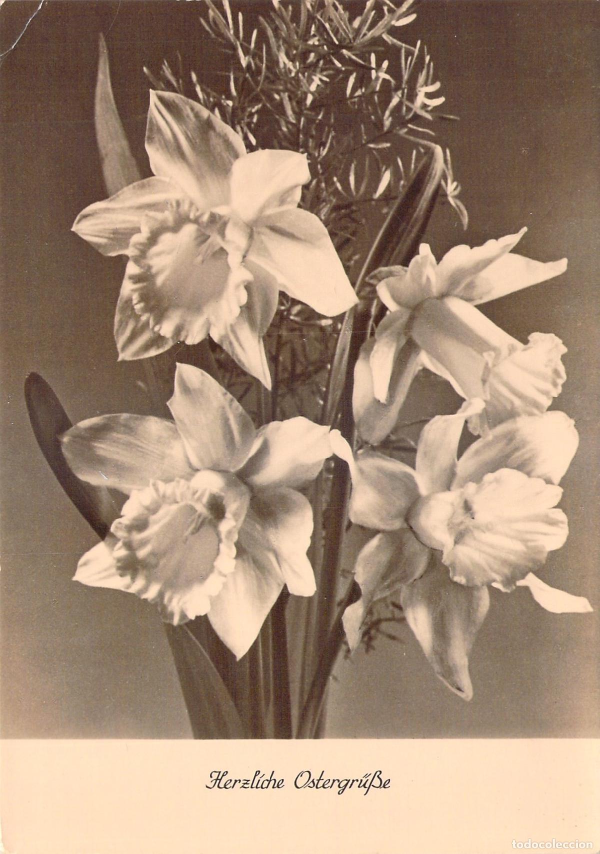 Postales: Postal con flores de narcisos y felicitaci&oacute;n de Pascua