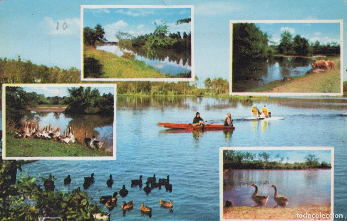 Postales: France Castets Paysages de Chalosse Canards Cano&euml;s Unposted *YAE043