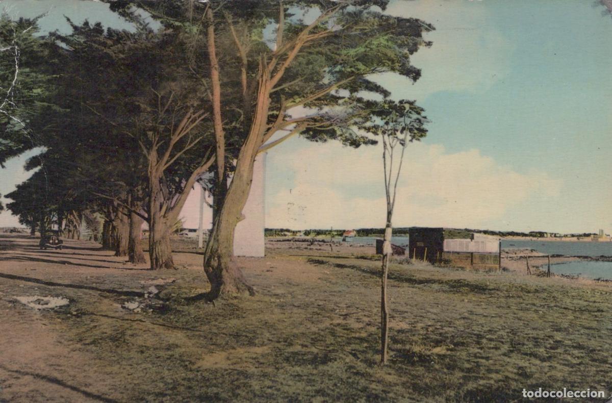 Cartoline: France Fouras All&eacute;e de Pins C&ocirc;ti&egrave;re Pointe de la Fum&eacute;e *YAE107
