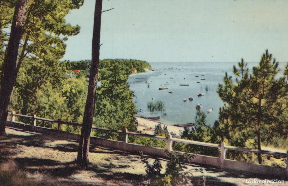 Postales: France Arcachon Vue du Bassin Avec Bateaux et Pin&egrave;de *YAE189