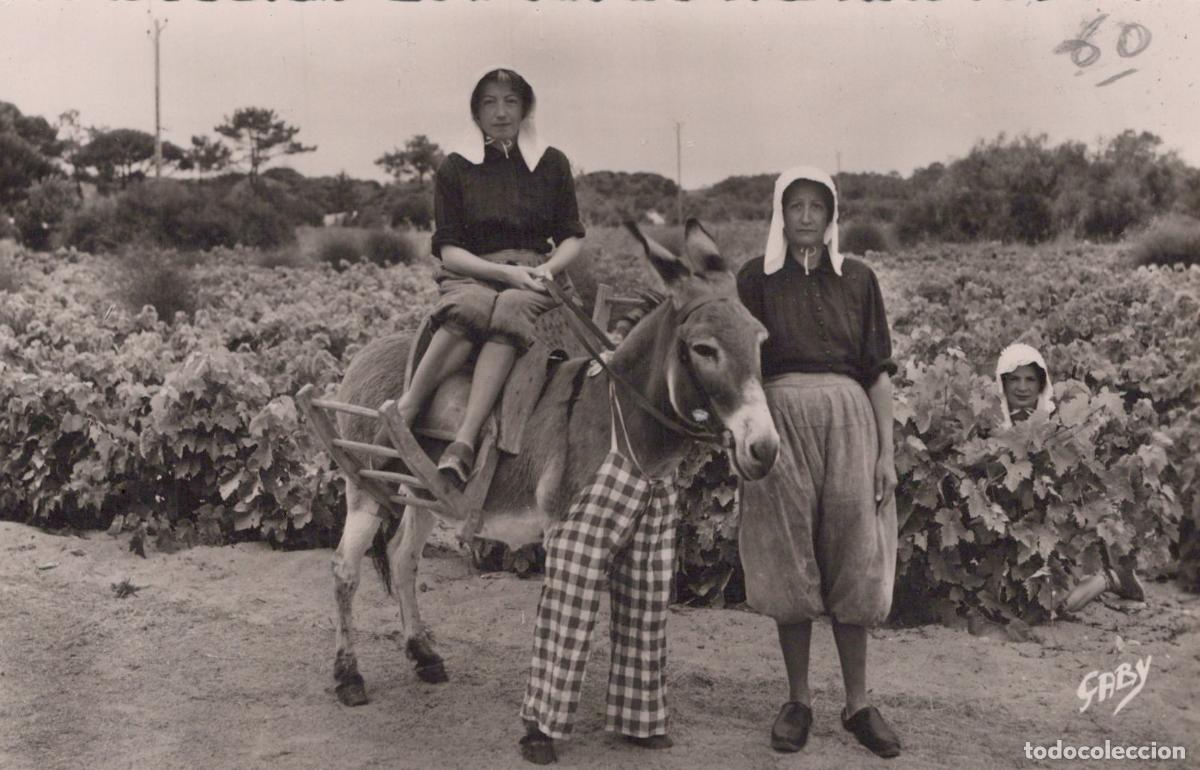 Postcards: France Ile de R&eacute; Femmes &Acirc;ne en Culotte Vignoble Real Photo Unposted *YAE117