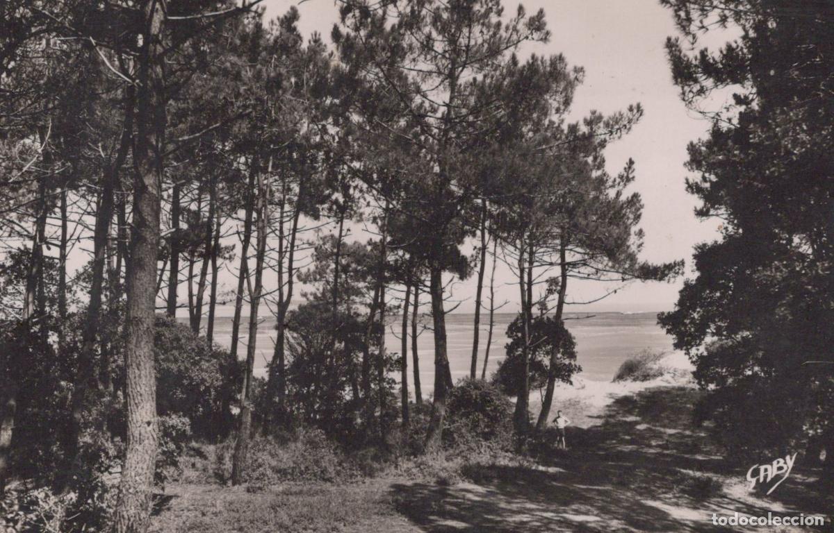 Cartoline: France Ronce les Bains For&ecirc;t de Pins Vue sur Mer *YAE253