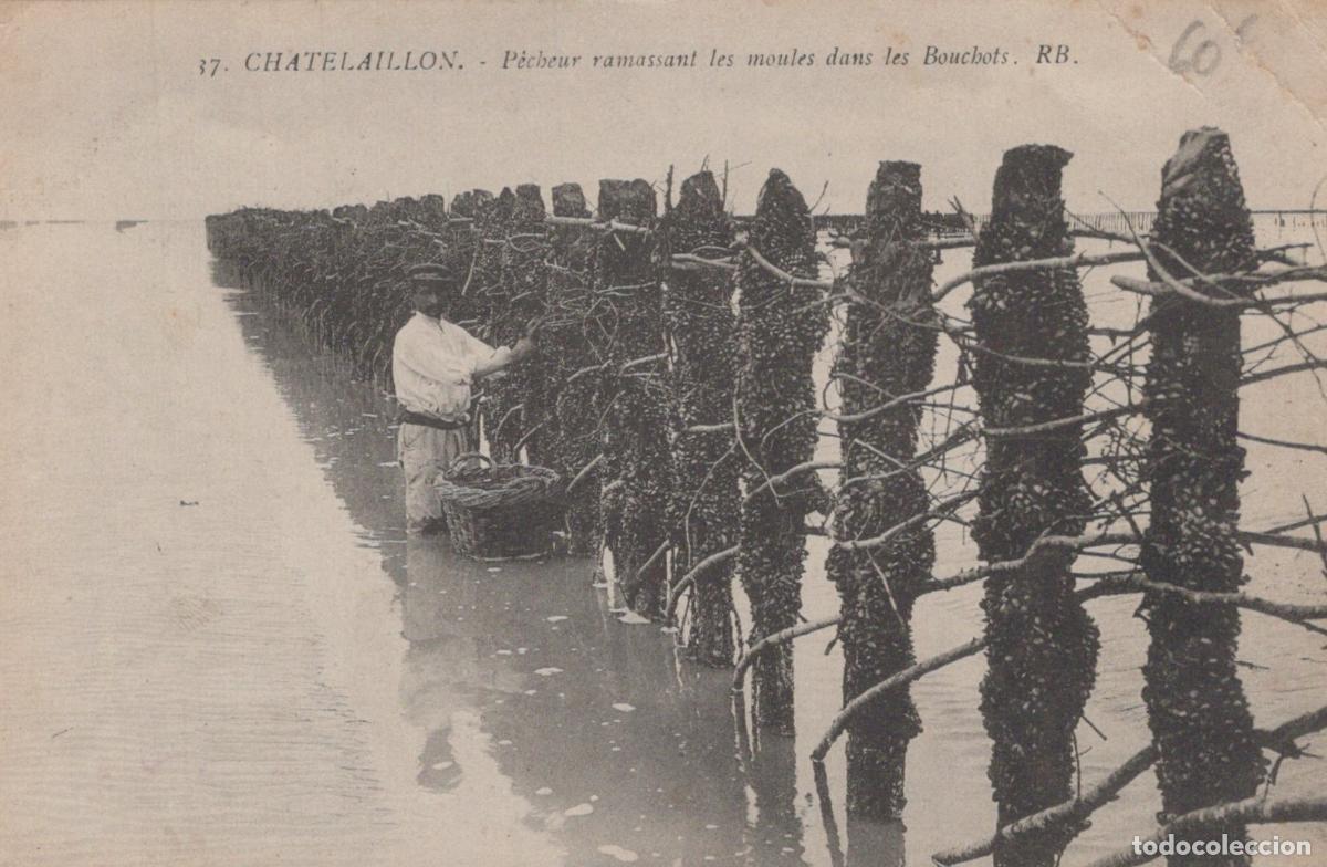 Postais: France Chatelaillon P&ecirc;cheur R&eacute;coltant Moules *YAE275