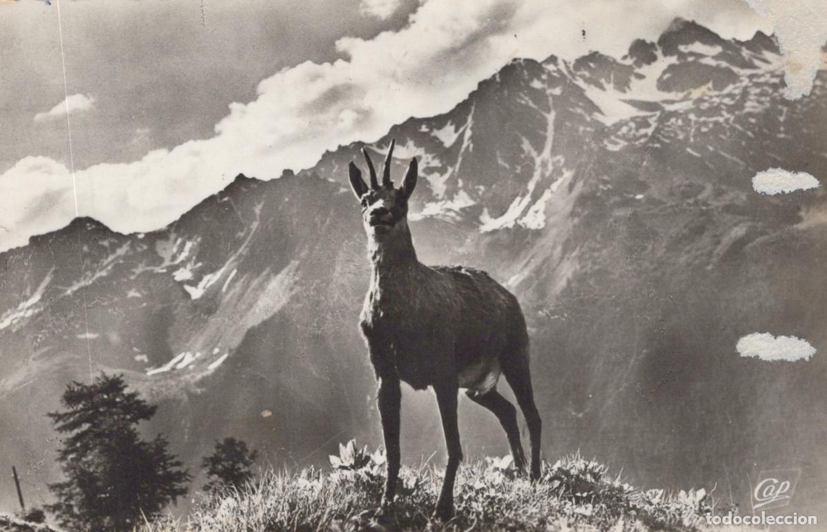 Cartoline: France Chamonix Vall&eacute;e Mont Blanc Chamois Sauvage Vue Alpine *YAE470