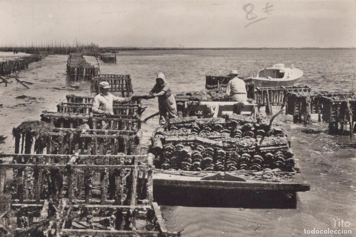 Postcards: France Andernos Bassin d Arcachon Pitheou Huitres *YAE306