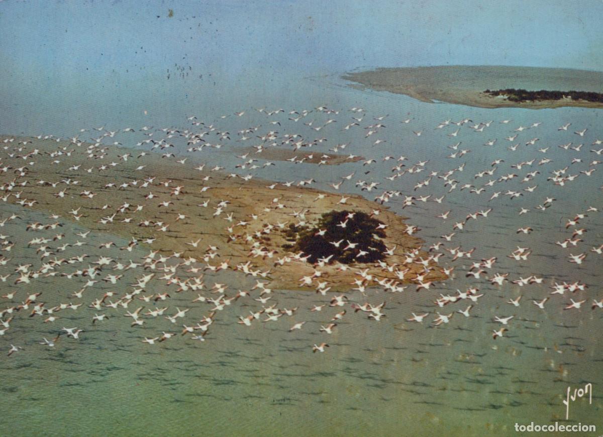 Postcards: France Camargue Provence Vol de Flamants Roses Photo A&eacute;rienne Unposted *YAE560