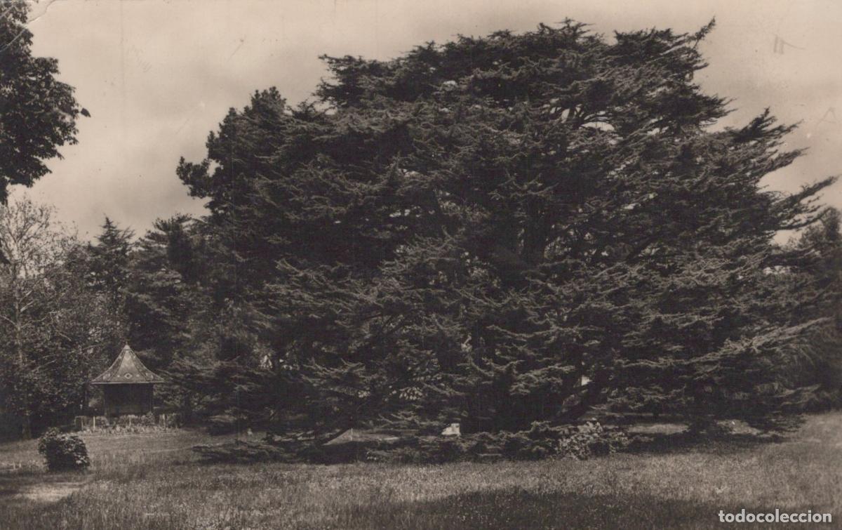 Cartoline: France Montmorency Le C&egrave;dre du Liban Arbre Historique Real Photo *YAE327
