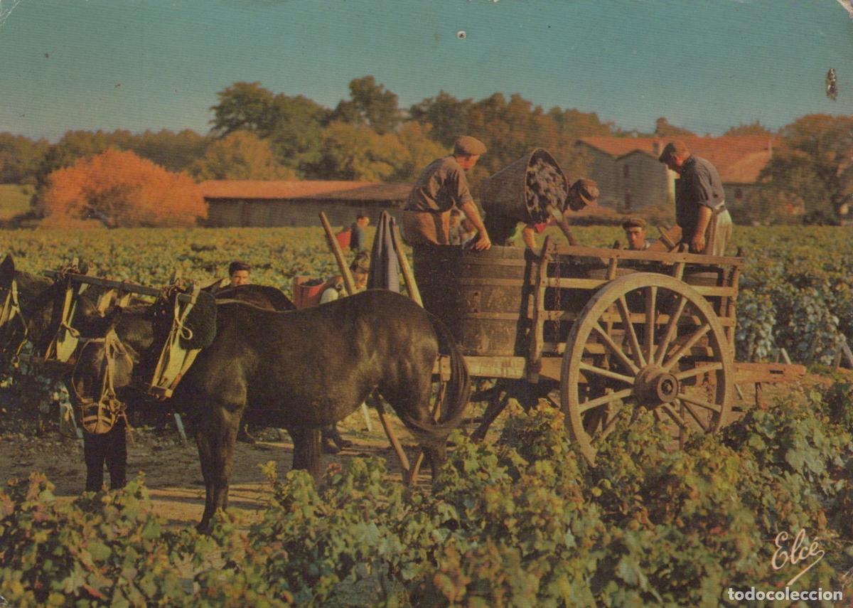 Postkarten: France Bordeaux Vendange Chevaux Vignoble *YAE579