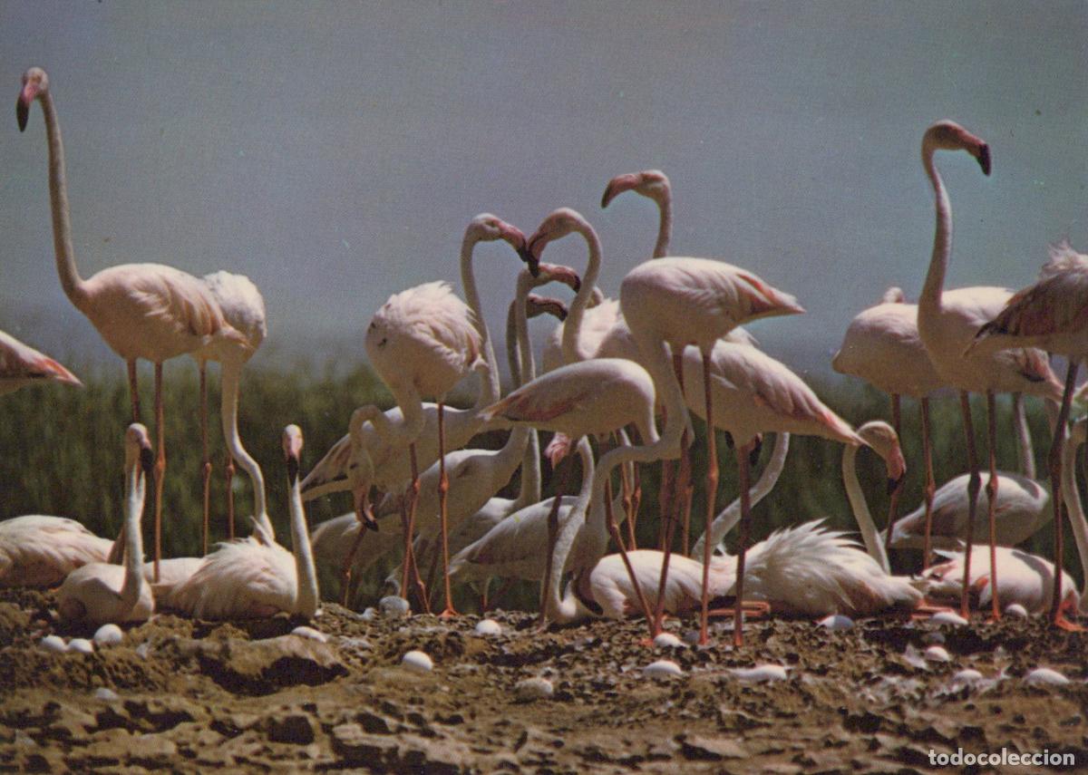 Postkarten: France Villeurbanne Aura Flamants Roses Nids Oiseaux Sauvages Unposted *YAE671