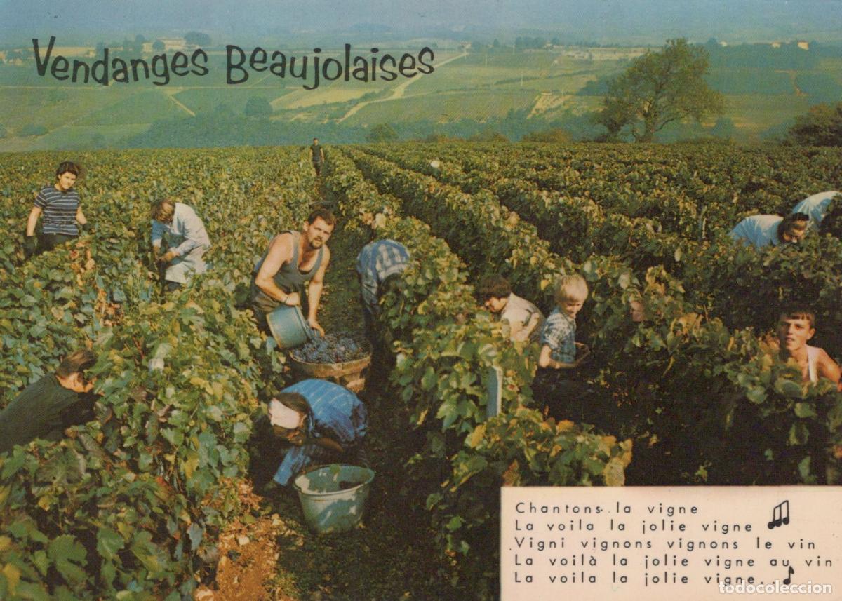 Postcards: France Beaujolais Vendanges Vignerons Affranchie *YAE807