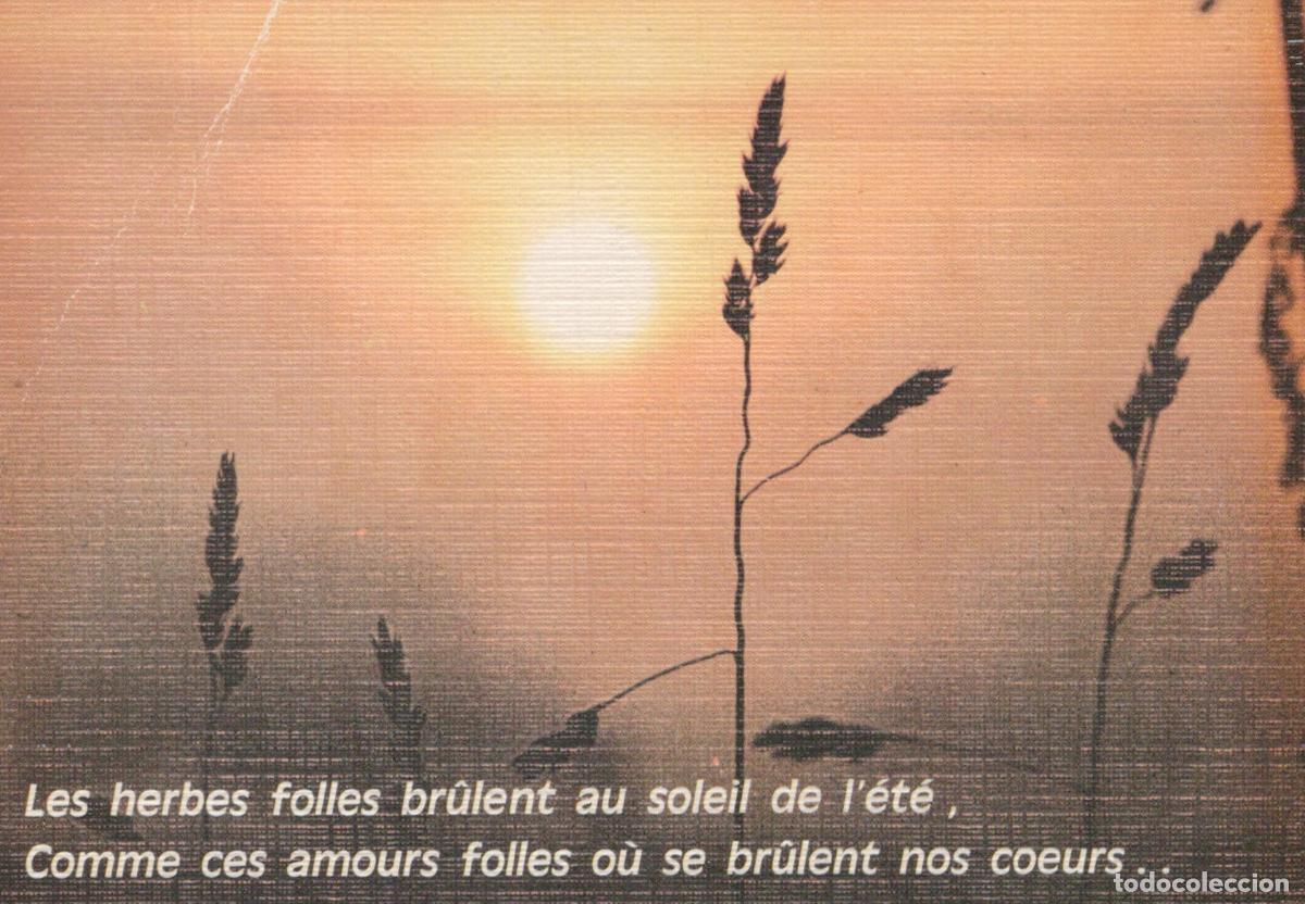 Postales: France Saint Jean de Monts Coucher de Soleil Herbes Folles *YAE887
