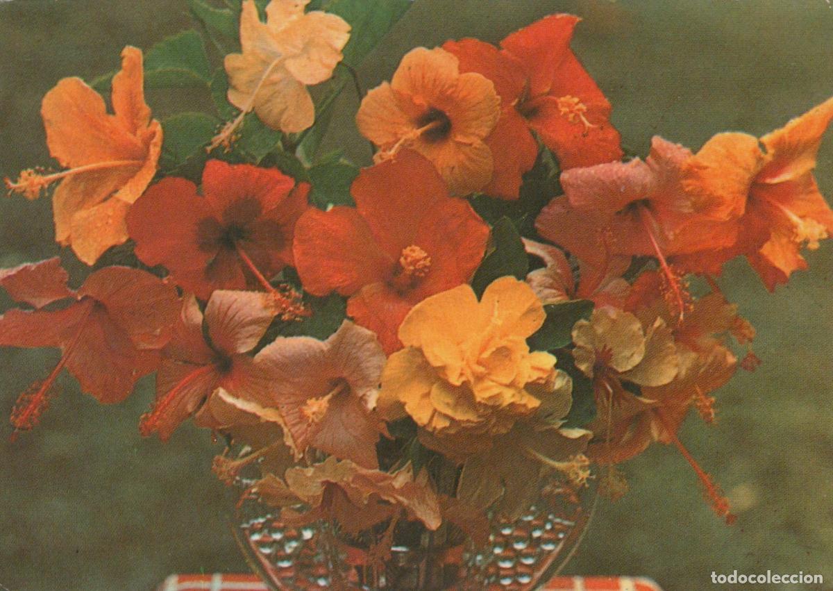 Postcards: Martinique Hibiscus Flower *YAE928