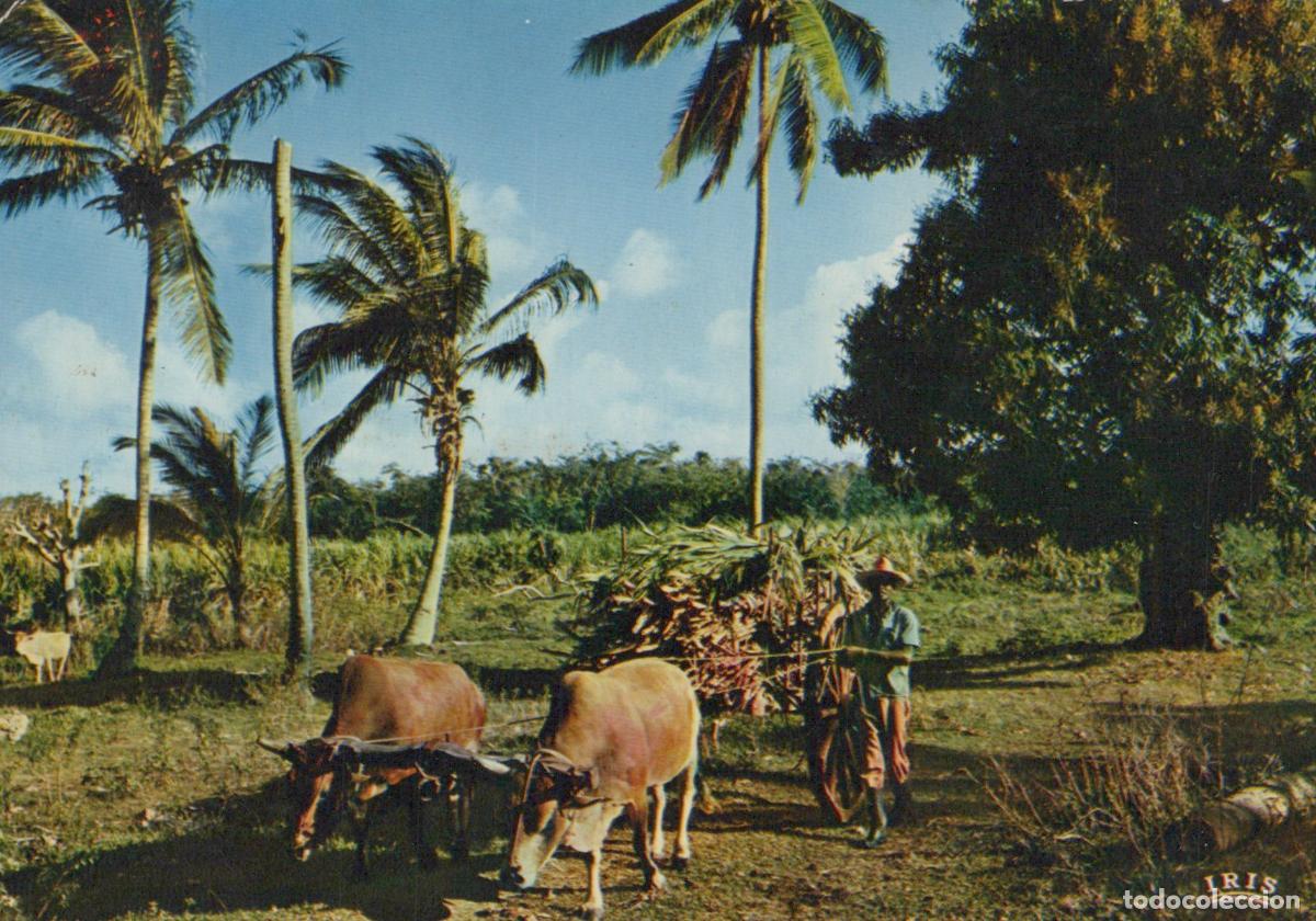 Postais: Guadeloupe Guadeloupe Charrette &Agrave; Sucre B&oelig;ufs Paysan *YAE563