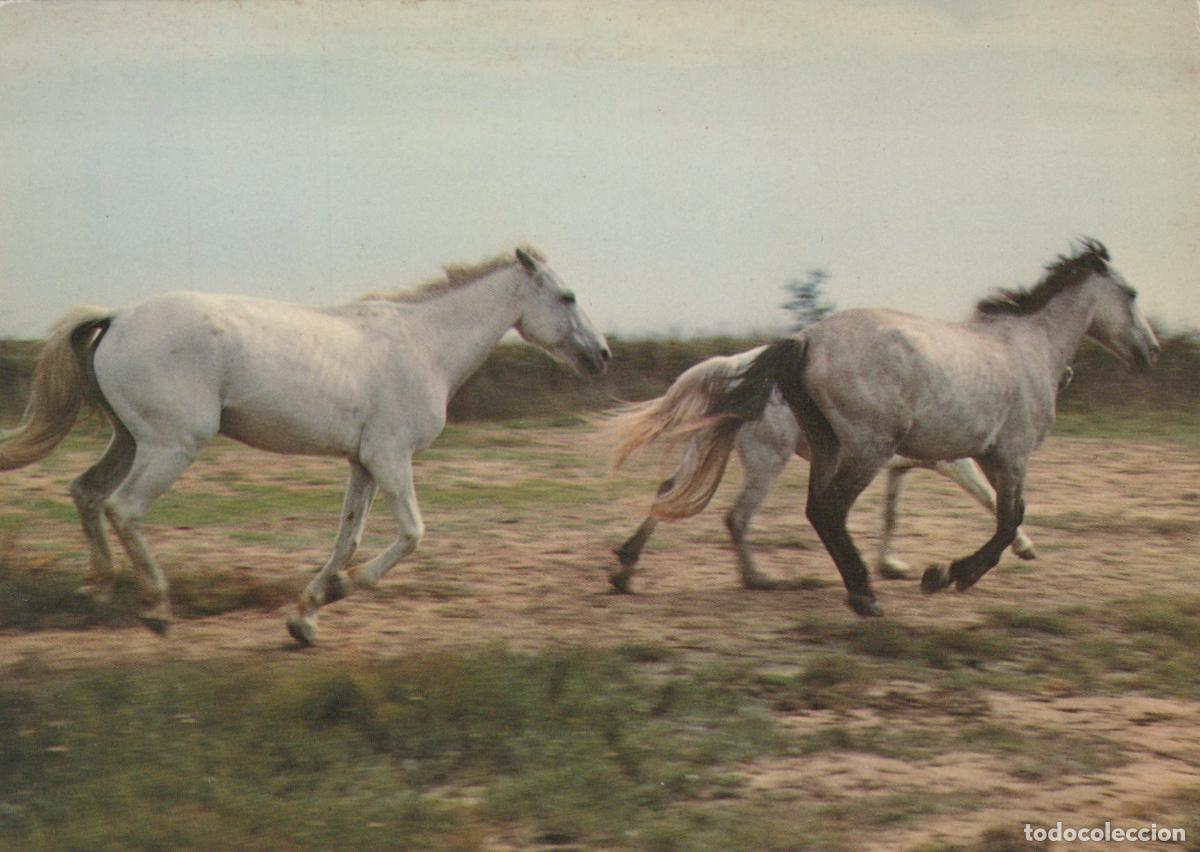 Postcards: France Camargue Provence Chevaux Blancs Sauvages au Galop *YAE668