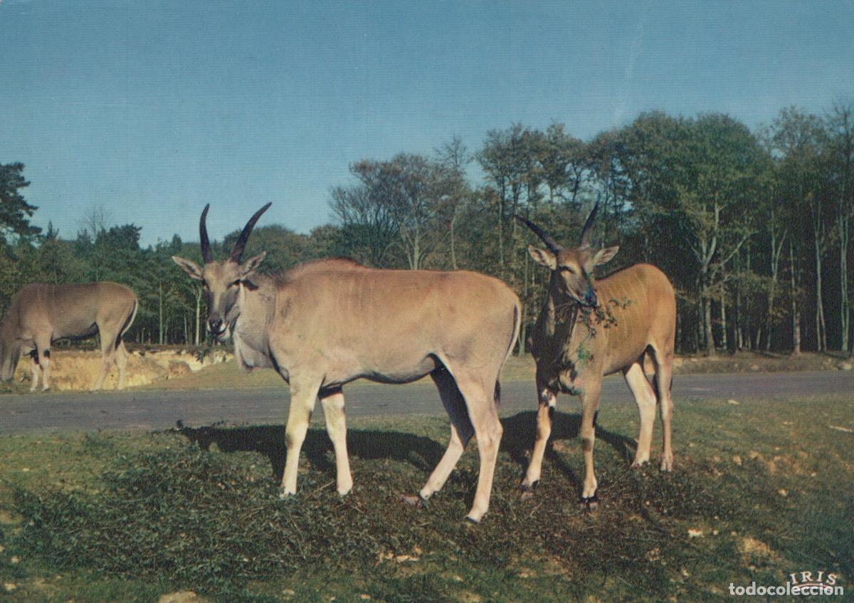 Postales: France Thoiry R&eacute;serve Africaine &Eacute;lan du Cap Animaux Sauvages Post&eacute;e *YAE874